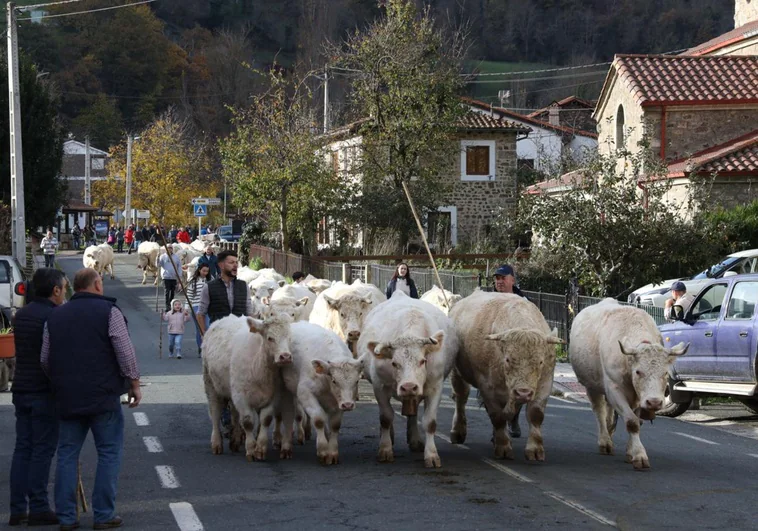 800 cabezas de ganado se reúnen en Vega de Liébana